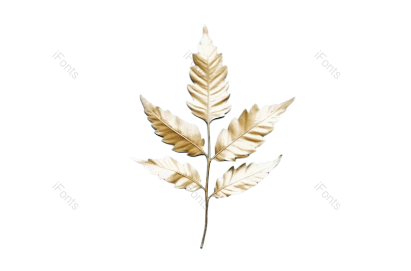 叶子图片,边框元素,形状PNG,摄影免抠素材